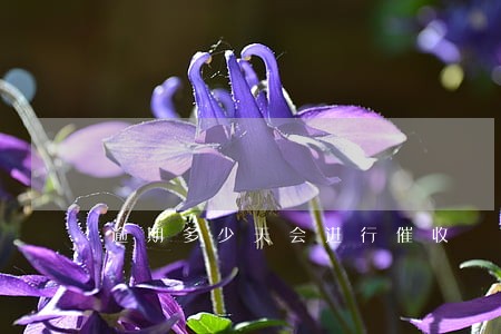 逾期多少天会进行催收 逾期多少天会进行催收
