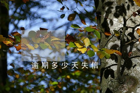 逾期多少天失信