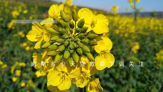 逾期多少天贷款需下调关注 逾期多少天贷款需下调关注