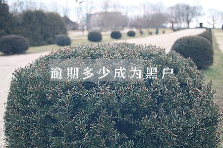 逾期多少成为黑户 逾期多少成为黑户