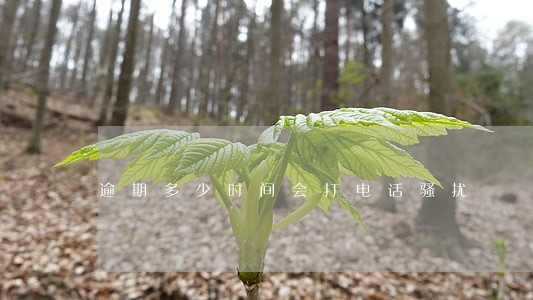 逾期多少时间会打电话骚扰