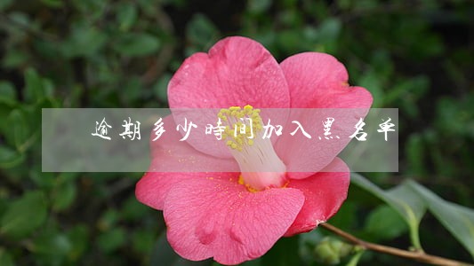 逾期多少时间加入黑名单 逾期多少时间加入黑名单