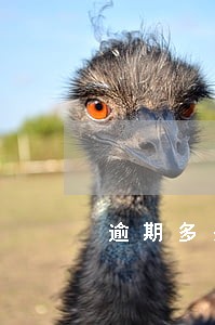 逾期多少次不能房贷款 逾期多少次不能房贷款