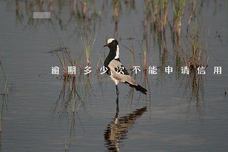 逾期多少次不能申请信用卡