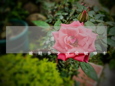 逾期多少次会被停卡 逾期多少次会被停卡
