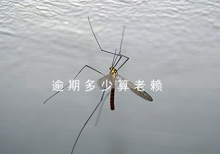 逾期多少算老赖 逾期多少算老赖