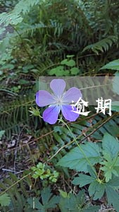 逾期多少金额会被强制执行 逾期多少金额会被强制执行