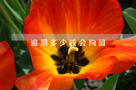 逾期多少钱会拘留 逾期多少钱会拘留