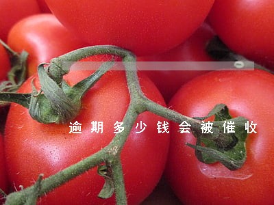 逾期多少钱会被催收 逾期多少钱会被催收