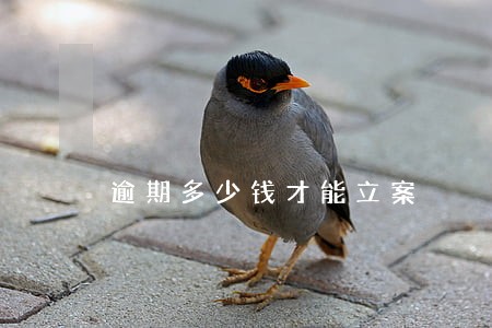 逾期多少钱才能立案
