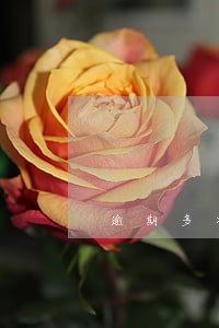 逾期多次在哪个平台借钱 逾期多次在哪个平台借钱