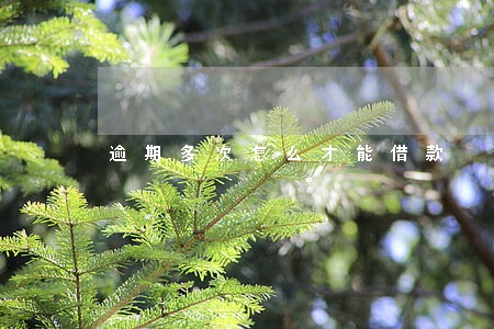 逾期多次怎么才能借款 逾期多次怎么才能借款