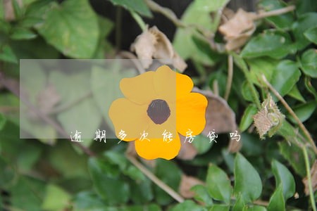 逾期多次能房贷吗 逾期多次能房贷吗