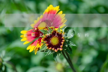 逾期多的人能买车吗 逾期多的人能买车吗