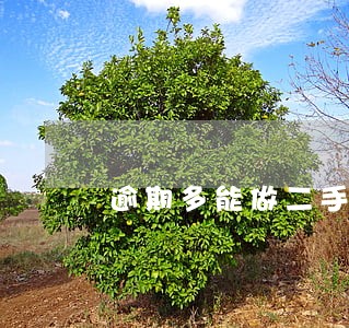 逾期多能做二手车贷吗 逾期多能做二手车贷吗