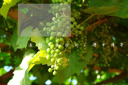 逾期多长时间不得申请导游证