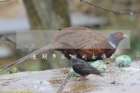 逾期多长时间会催收 逾期多长时间会催收