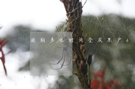 逾期多长时间变成黑户6 逾期多长时间变成黑户6