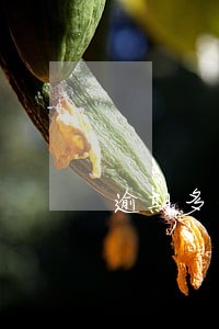 逾期多长时间年检才处罚 逾期多长时间年检才处罚