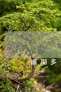 逾期多长时间成黑户