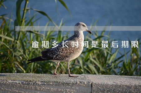 逾期多长时间是最后期限 逾期多长时间是最后期限