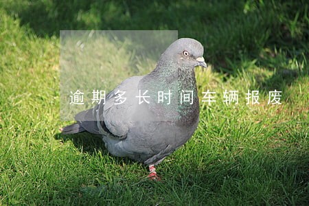 逾期多长时间车辆报废 逾期多长时间车辆报废