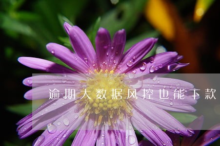 逾期大数据风控也能下款的口子 逾期大数据风控也能下款的口子