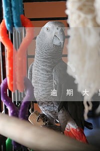 逾期大黑户平安下卡
