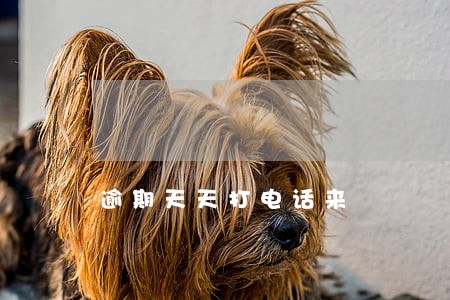 逾期天天打电话来 逾期天天打电话来