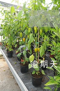 逾期天数不能超过m2 逾期天数不能超过m2