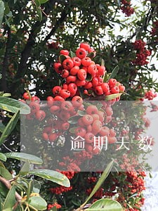 逾期天数与催收 逾期天数与催收