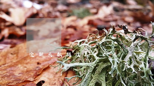 逾期天数超过180天 逾期天数超过180天