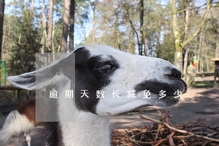逾期天数长减免多少 逾期天数长减免多少