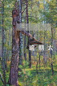 逾期太久会被自动扣款嘛 逾期太久会被自动扣款嘛