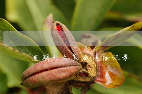 逾期太久怎么消除记录 逾期太久怎么消除记录