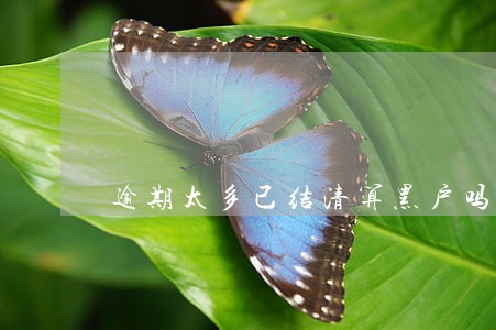 逾期太多已结清算黑户吗 逾期太多已结清算黑户吗