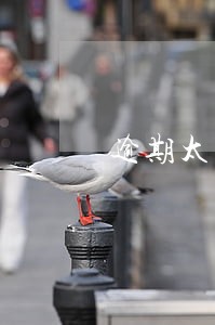 逾期太多贷不到房贷 逾期太多贷不到房贷