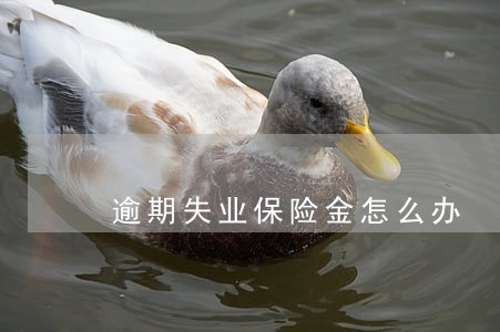 逾期失业保险金怎么办