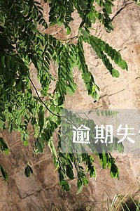 逾期失信不能车贷 逾期失信不能车贷