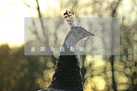 逾期失信影响
