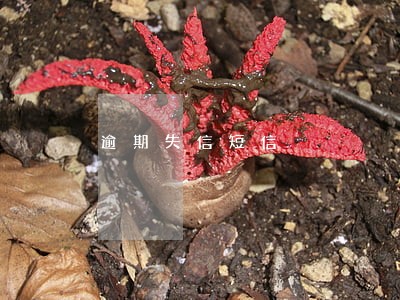 逾期失信短信 逾期失信短信
