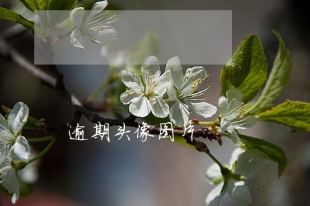 逾期头像图片 逾期头像图片