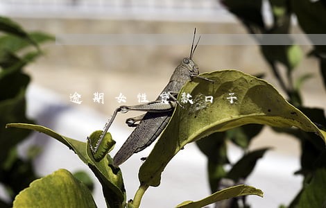 逾期女性贷款口子 逾期女性贷款口子