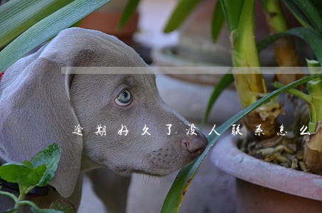 逾期好久了没人联系怎么回事 逾期好久了没人联系怎么回事