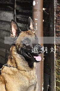 逾期好久了还可以买车吗