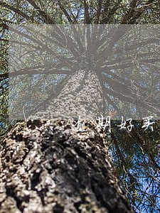 逾期好买车吗 逾期好买车吗