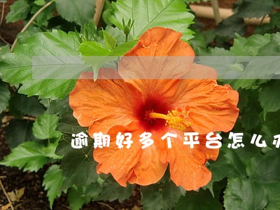 逾期好多个平台怎么办 逾期好多个平台怎么办