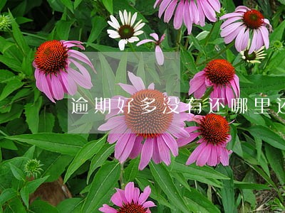 逾期好多没有还哪里还能借款 逾期好多没有还哪里还能借款