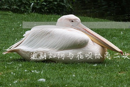 逾期如何与花呗协商二次分期 逾期如何与花呗协商二次分期