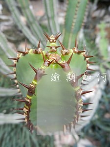 逾期如何办理交通事故认定书 逾期如何办理交通事故认定书